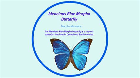 Fun facts about the blue morpho butterfly – Telegraph