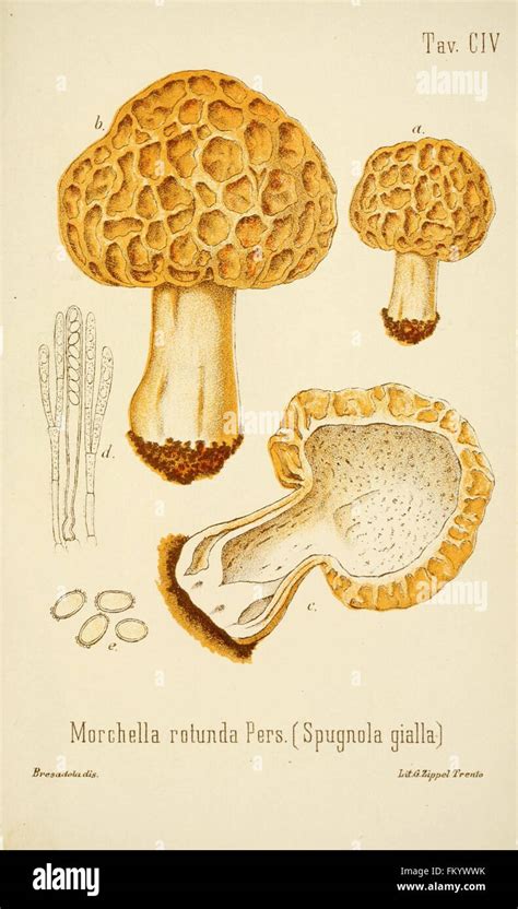 I Funghi Mangerecci E Velenosi Dell Europa Media Tav Civ Stock Photo