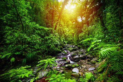 50 Important Rainforest Facts You Should Know About Today | Facts.net