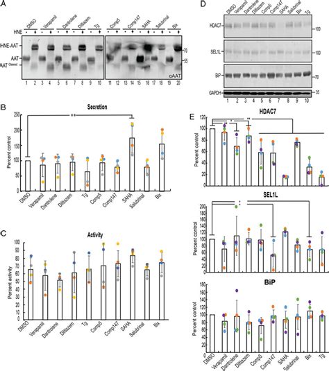 Treatment With Saha Increases The Maturation Efficiency Of Active Aat M