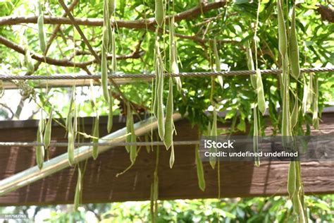 Wisteria Trellis Wisteria Beans Seasonal Background Material Stock