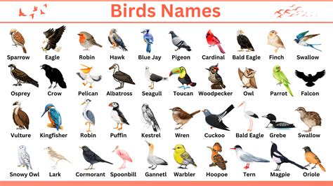 Birds Names in English with Infographics • Englishan