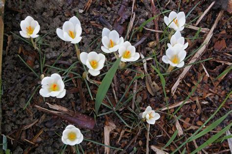 Les Premiers Crocus En Fleurs Empreintes Terre Et Jardins Over