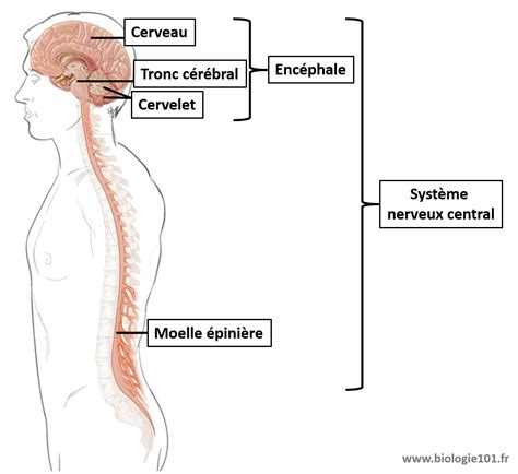 Le R Flexe Myotatique Biologie