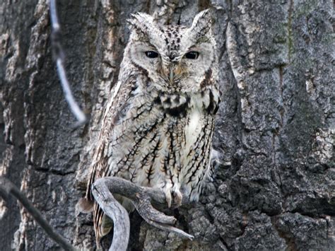 Woodland Wildlife Spotlight Eastern Screech Owl University Of