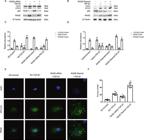 Rage Mediated The Tgf Induced Autophagy In Bumpt Cells The Plasmid