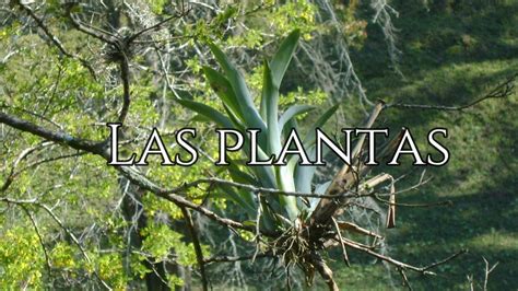 Las Plantas Youtube