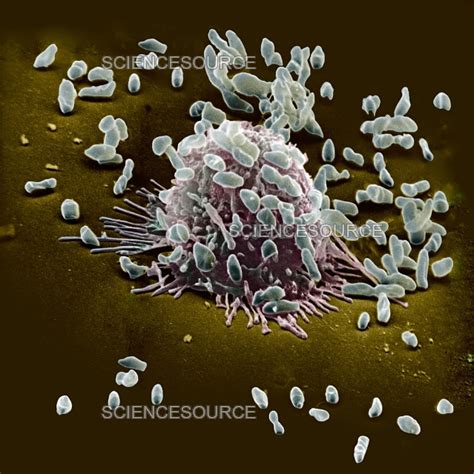 Macrophage Ingesting Pseudomonas Sem Stock Image Science Source Images