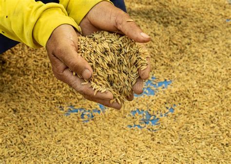 Sementes De Arroz Isoladas Sob O Sol Imagem De Stock Imagem De Flor