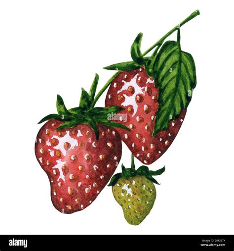 Fresh And Juicy Strawberries Isolated On White Background Hand Drawn