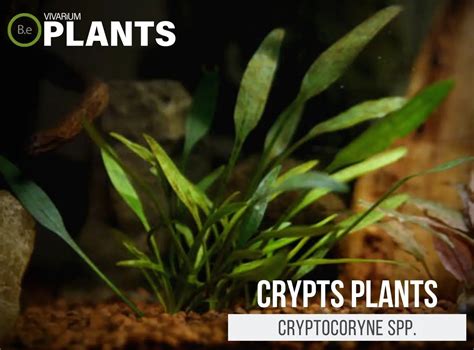 The Ultimate Cryptocoryne Crypts Care Guide