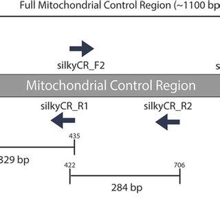 Haplotype network obtained from the TCS analysis based on the first ... 