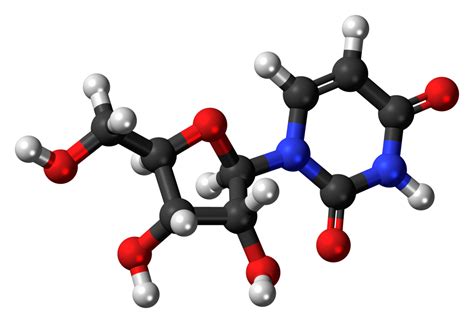 Uridine as a Nootropic - Supplements in Review