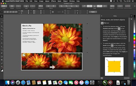 Coreldraw graphics suite - guidesalsa