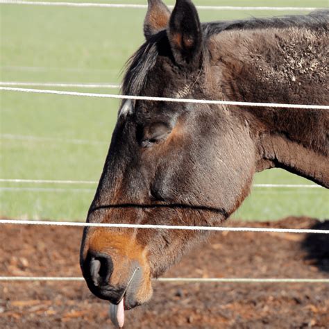 Common Horse Diseases | Cave Creek Equine™