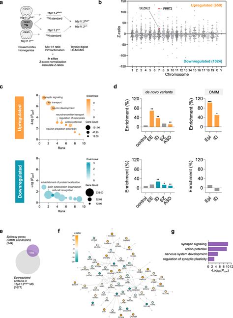 Quantitative Membrane Proteomics Reveals Disrupted Synaptic And