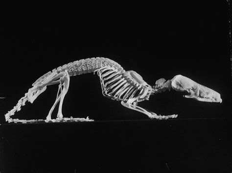 So freaking cool, Hero Shrew spine is insane | Animal skeletons, Skull ...