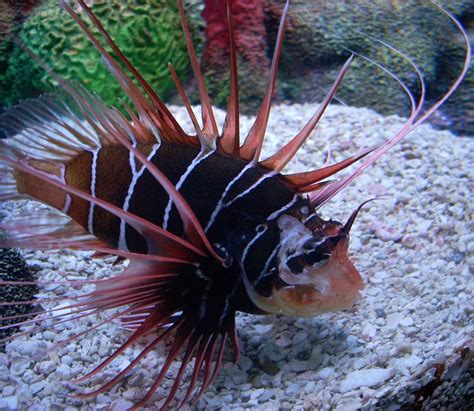 Free photo: Clearfin Lionfish, Fish - Free Image on Pixabay - 586356