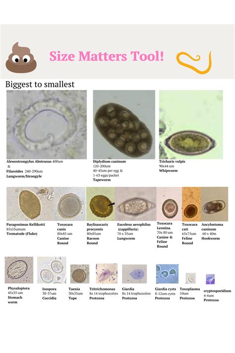 Veterinary Fecal Parasite Guide Vet Tech Fecal Vet Nurse Etsy Veterinary Vet Tech Vet