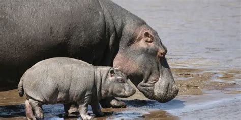 170 Cool And Funny Hippo Names 2023