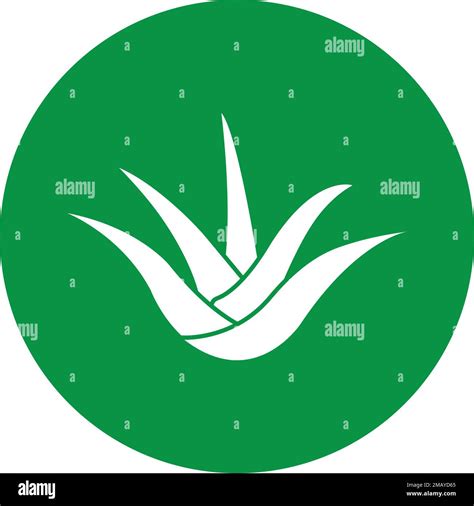 Aloe Vera Logo Illustration Design Stock Vector Image Art Alamy