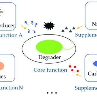 PDF Engineering Microbial Consortia Towards Bioremediation