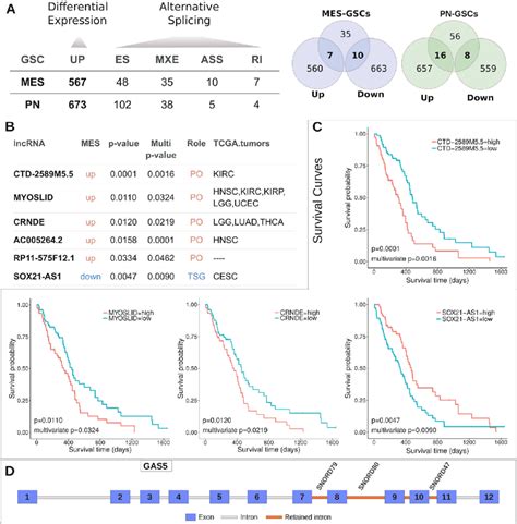 Mesenchymal And Proneural Gscs Present Lncrnas Differentially