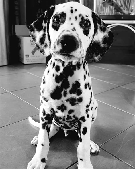 Dalmatian Puppies | [+] CUTE PUPPIES