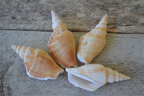 Strombus Vittatus Shells Of Aquarius Pieces Etsy