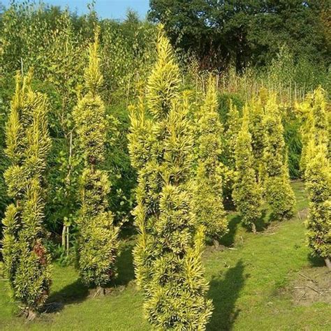 Taxus Baccata Fastigiata Aurea Gelbe S Uleneibe Cm Balliert