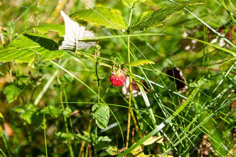 Premium Photo | Raspberry in the forestnatural raspberry harvesting