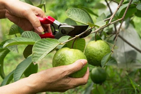 Pruning A Guava Tree: When And How To Prune A Guava Tree | Gardening ...