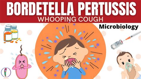 Whooping Cough Bordetella Pertussis All You Need To Know Youtube