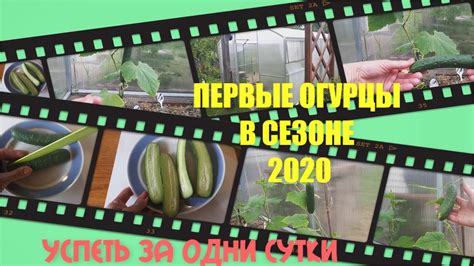 12.06. 2020 Ура! Первые огурцы 🥒 в Подмосковье! Гуннар и Шоша ...