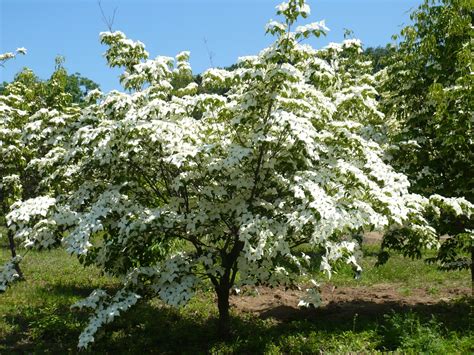 Petit arbuste persistant croissance rapide - fleur de passion