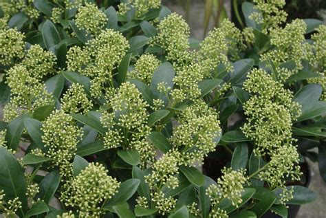 Skimmia Japonica Magical Finchy Finchy De Tuinen Van Appeltern