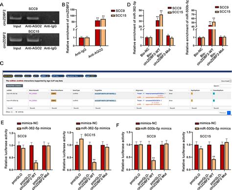 Circzdbf2 Acts As A Sponge Of Mir 362 5p And Mir 500b 5p In Oscc Cells