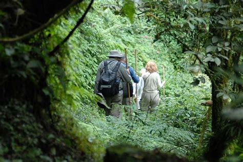 Nyungwe National Park Car Rental Kigali