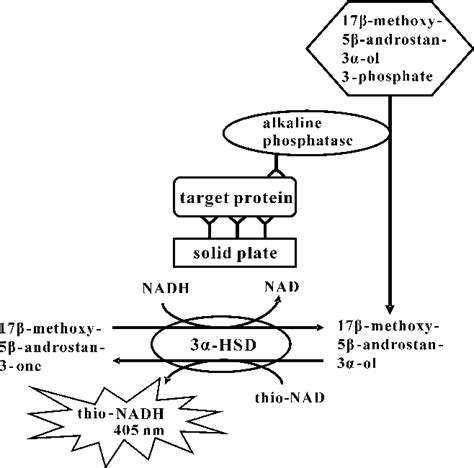 Figure From Ultrasensitive Enzyme Linked Immunosorbent Assay Elisa