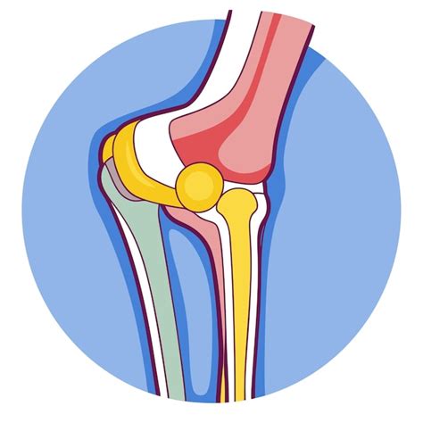 Anatomia Da Articulação Do Joelho Humano Clipart Ilustração Vetorial De