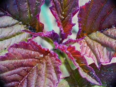 Close Up Of Beautiful Leaf Of Amaranth Plant Amaranthus Cruentus