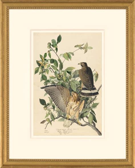 Audubon S Watercolors Octavo Pl 91 Broad Winged Hawk Audubon S