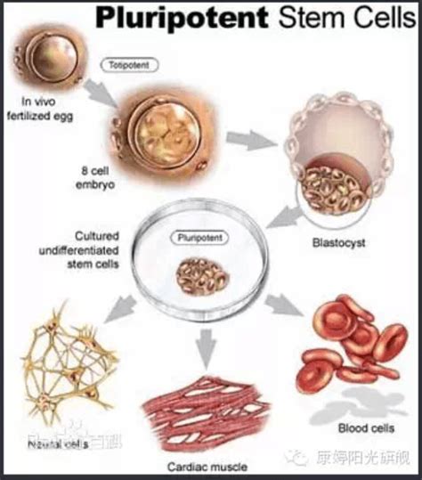 干细胞简介、分类及发展史cell