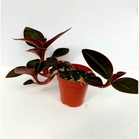 Орхидеи на топ цени от Plants.bg