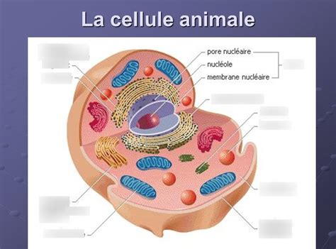 Schaubild „BIO: La cellule animale“ | Quizlet