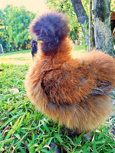 Silkie Chicken Fertile Hatching Eggs Mixed Colors Including Spotted