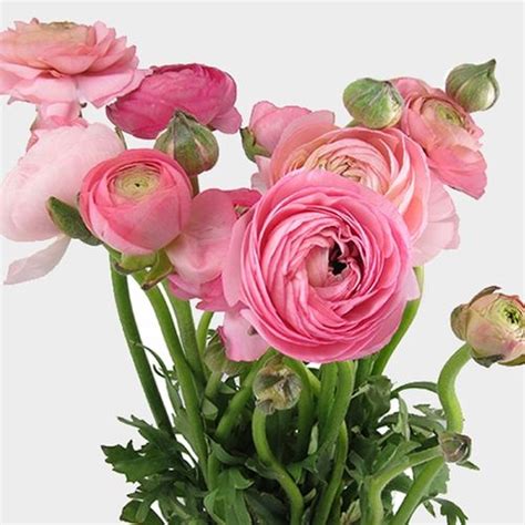 Pink Ranunculus Flower - Wholesale - Blooms By The Box