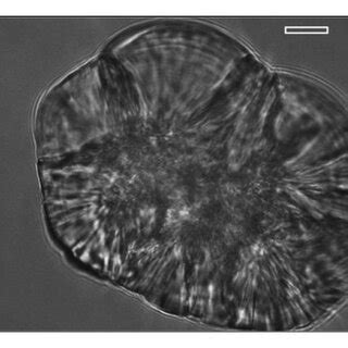 Examples of otoliths taken from wild (panels a, c, e) and hatchery ...