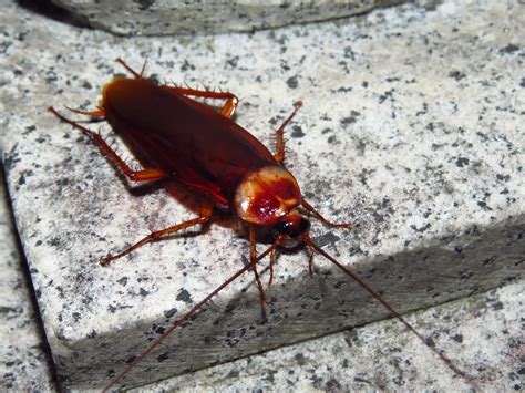 Health Risks and Solutions for Cockroach Infestations • Arrest A Pest