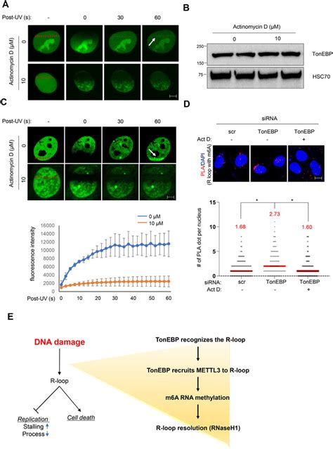 Blockade Of R Loop Formation Reduces Tonebp Recruitment And M A Rna